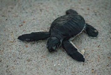 Green Sea Turtle Hatchlings