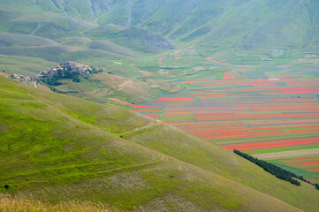 Fototapeta na wymiar View of the town of Castelluccio di Norcia, Umbria surrounded by fields of red poppies and colorful lentil plants