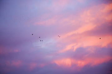 Dramatic sunrise, sunset pink purple sky with clouds background texture. A flock of migratory birds against the backdrop of a beautiful sky