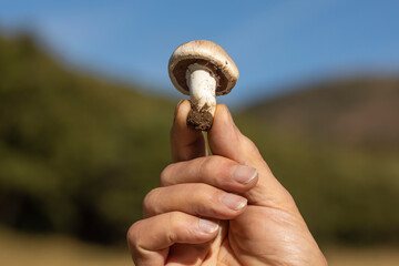 Man's hand showing a mushroom found among the forests near the small town of Luesia, in Aragon,...