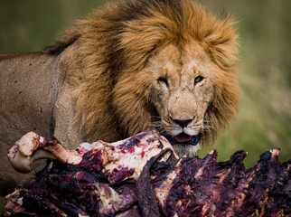 Beat up male lion observes his prized kill..