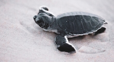 Green Sea Turtle Hatchlings