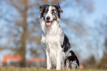 Fototapeta premium beautiful dog