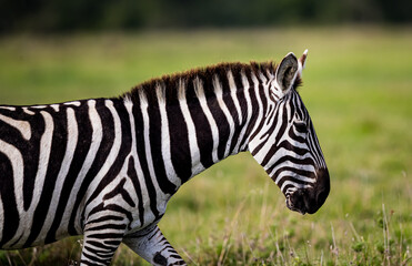 Close up of African zebra walking right
