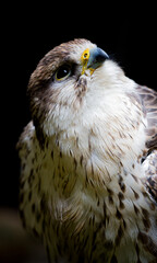 Close up of Sakar falcon facing right