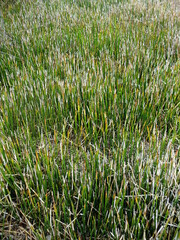 一面の枯れ木賊