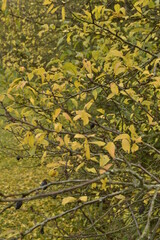 Herbstblätter