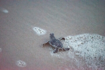 Green Sea Turtle Hatchlings