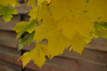 yellow autumn leaves