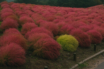 ひたちなか海浜公園のコキアの紅葉