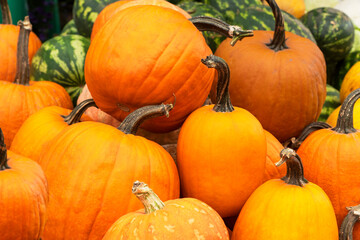 close up image of bright orange pumpkins lay in heap. Autumn harvest concept Thanksgiving or halloween concept. .