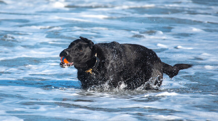 Black Lab Playing at the Beach