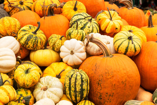 image of bright orange, yellow, stripped, white pumpkins lay in heap outside in market. Autumn harvest concept Thanksgiving or halloween concept. .