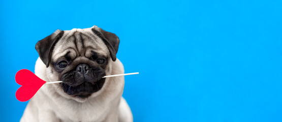 A lover chocolate valentine havanese dog holding a red heart in mouth isolated on white background