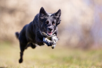 Naklejka premium Border Collie