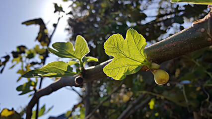 Fig fruit in Jeju Island, Korea