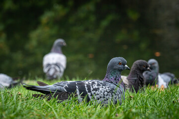 Flock of pigeons resting on grass, Wells, Somerset