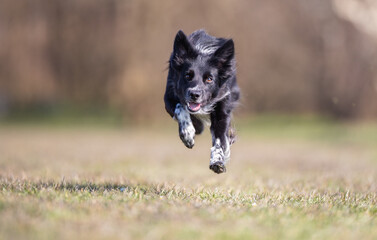 Border Collie