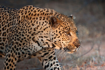 Naklejka na ściany i meble Leopard in the wild South Africa