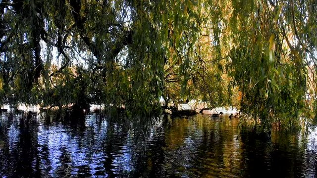 Ducks shelter under a weeping willow on Roath Park Lake, Cardiff, Wales. The leaves move and reflect in the water like a shimmering mirror.