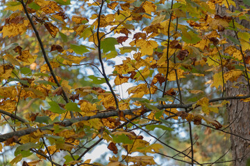 Leaves beginning to change mid October