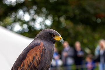A closeup portrait of a desert hawk, also called harris's hawk. You can see the brown feathers on the birds wing and the sharpness of its yellow beak and the grey tip.