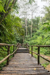 Bamboo path in the jungle