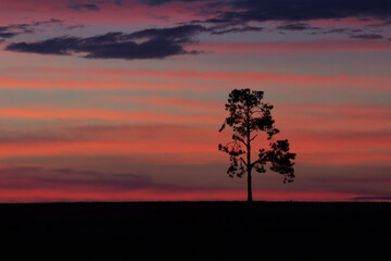 Fototapeta na wymiar Silhouette of a lonely tree and a colorful sunset sky