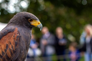 A closeup portrait of a harris 's hawk, also called dusky hawk. You can see the brown feathers on the birds wing and the sharpness of its yellow beak and the grey tip.