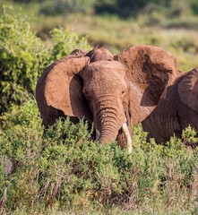 Fototapeta na wymiar Large elephant shakes its head in warning to stay back.