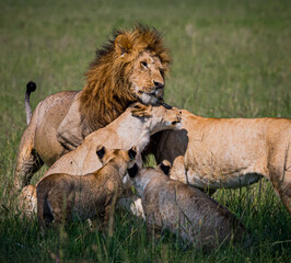 Male lion returns and his pride welcomes him back to the group