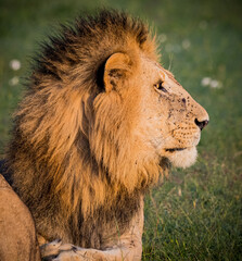Profile of male lion posing in Kenya