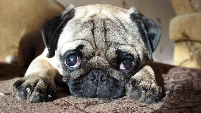 Close-up face of Cute pug puppy dog sleeping by chin near paws. the dog wakes up and looks at the camera