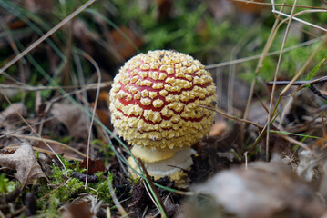 Ein kleiner Fliegenpilz im Wald