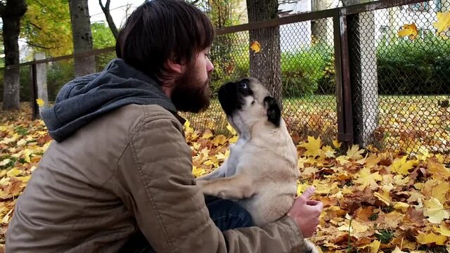 Cute pug dog kissing, licking face to the man owner. Pet loves its owner