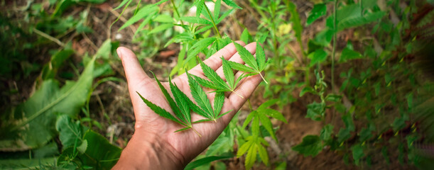 Man farmer hold and Bush green marijuana. Cannabis plantation. legalization of marijuana. web...