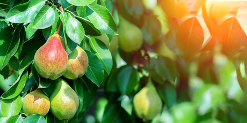 ripe pear on a tree branch with ripe fruits. web panorama banner with copy space.