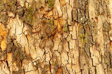 Rinde der morgenländischen Platane