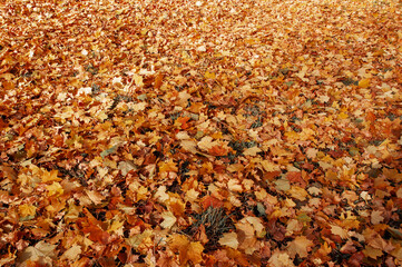 Red, green and yellow leaves of the maples had fallen to ground.