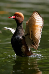 Red-crested pochard (Netta rufina) finned and with reproductive plumage