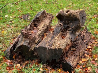 Tatton Park Parkland in the autumn