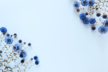 Beautiful eryngium flowers lying as a frame on pastel background.