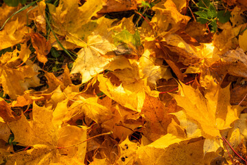 autumn leaves background