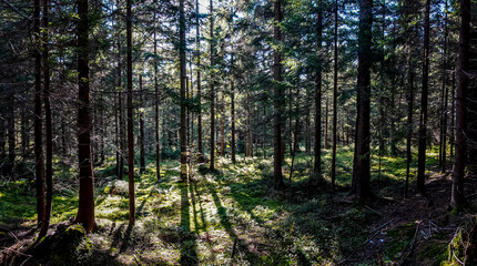 Fototapeta na wymiar las jesienią w Beskidzie Śląskim