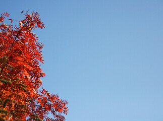 Tree tops on blue sky in autumn. Autumn trees tops view with copy space. 