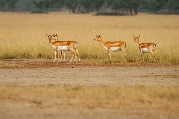 blackbuck or antilope cervicapra or indian antelope group in open field and grassland of tal chhapar sanctuary rajasthan india