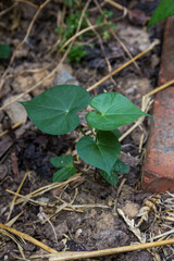 Jeune pousse d'ipomée volubilis grimpante