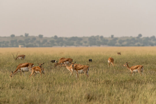 blackbuck or antilope cervicapra or indian antelope group in open field and grassland of tal chhapar sanctuary rajasthan india