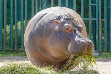 Hippo eats grass on a summer day