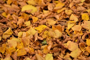 autumn leaves in yellow brown on the floor